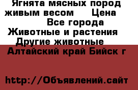 Ягнята мясных пород живым весом.  › Цена ­ 125 - Все города Животные и растения » Другие животные   . Алтайский край,Бийск г.